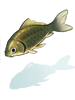 Small Perch.png