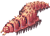 Argiope.png