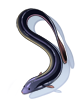 Eel.png