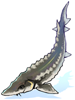 Small Sturgeon.png